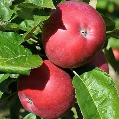 Яблоня СОЗВЕЗДИЕ колонновидная в Витебске