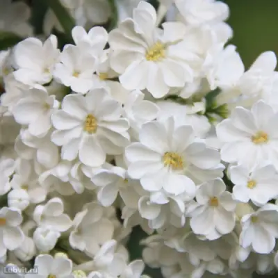 Сирень РОЧЕСТЕР в Витебске