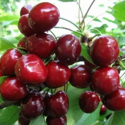 Черешня ГРОНКАВАЯ в Витебске
