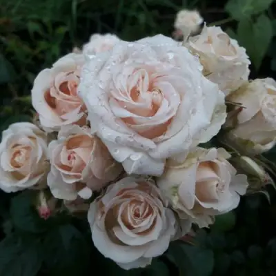 Роза ЯНА спрей в Витебске