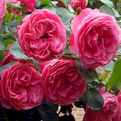 Роза ЛЕОНАРДО ДА ВИНЧИ флорибунда в Витебске