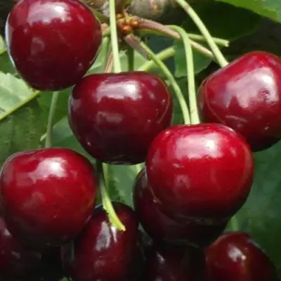 Черешня ГРОНКАВАЯ в Витебске