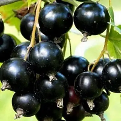 Смородина чёрная СОКРОВИЩЕ в Витебске