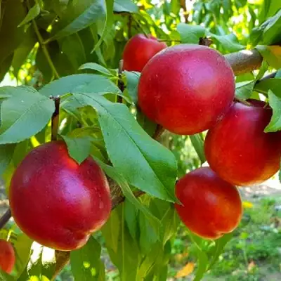 Нектарин НЕКТАРЕД-4 в Витебске