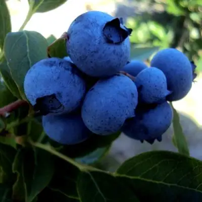 Голубика ДЖЕРСИ в Витебске