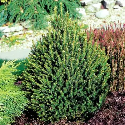 Ель КОМПАКТА обыкновенная в Витебске