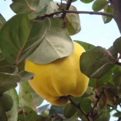 Айва АКАДЕМИЧЕСКАЯ в Витебске