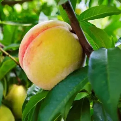 Персик ДОНЕЦКИЙ ЖЕЛТЫЙ в Витебске