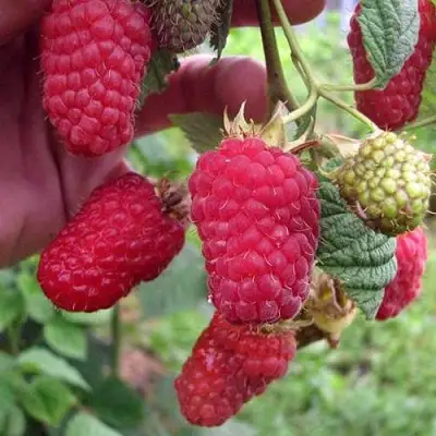 Малина МАРОСЕЙКА в Витебске