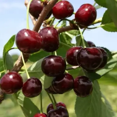 Вишня ГРИОТ БЕЛОРУССКИЙ в Витебске