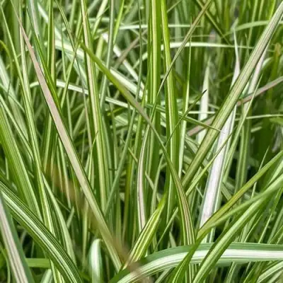 Вейник АВАЛАНШ остроцветковый в Витебске