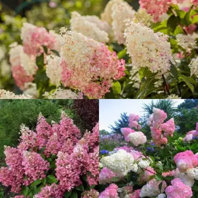 Комплект ЯГОДНОЕ МОРОЖЕНОЕ в Витебске