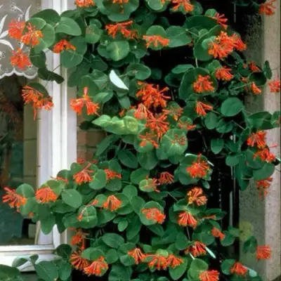 Жимолость ДРОМПОР СКАРЛЕТТ брауна в Витебске