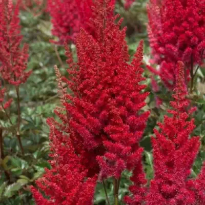 Астильба СКАЙСКРЕЙПЕР китайская в Витебске