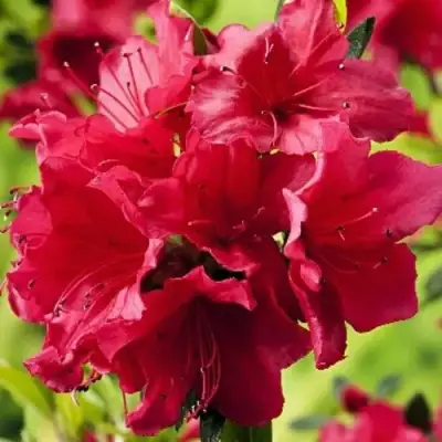 Азалия АРАБЕСК японская в Витебске