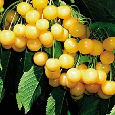 Черешня ДРОГАНА ЖЁЛТАЯ в Витебске