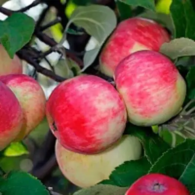 Яблоня СЕРЕБРЯНОЕ КОПЫТЦЕ в Витебске