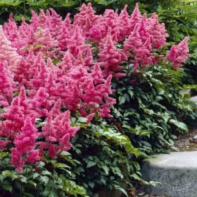 Астильба БОНН японская в Витебске