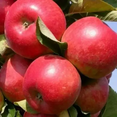 Яблоня ДЖИН колонновидная в Витебске