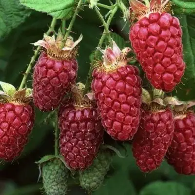 Малина РУБИНОВОЕ ОЖЕРЕЛЬЕ в Витебске