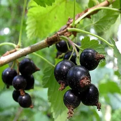 Смородина чёрная БИНАР в Витебске