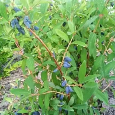 Жимолость съедобная АМФОРА в Витебске