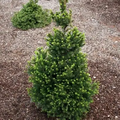 Ель ВИЛС ЦВЕРГ обыкновенная в Витебске