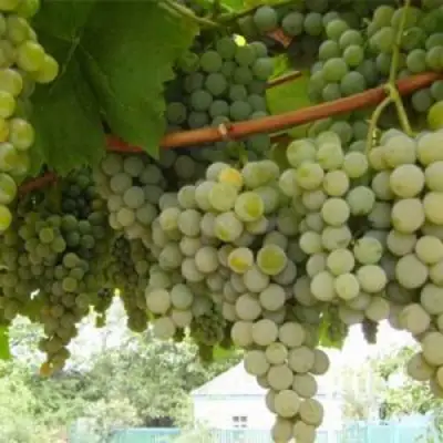 Виноград АНАНАСНЫЙ РАННИЙ в Витебске