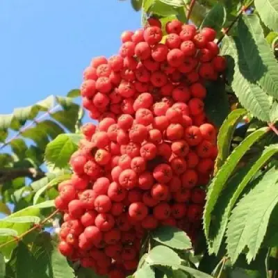 Рябина НЕВЕЖИНСКАЯ сладкоплодная в Витебске