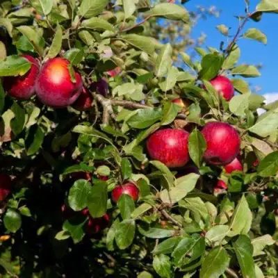 Яблоня СЯБРЫНА в Витебске