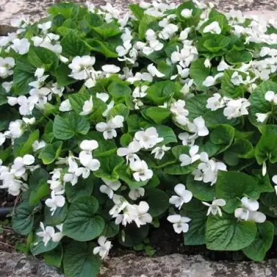 Фиалка АЛЬБИФЛОРА сестринская в Витебске