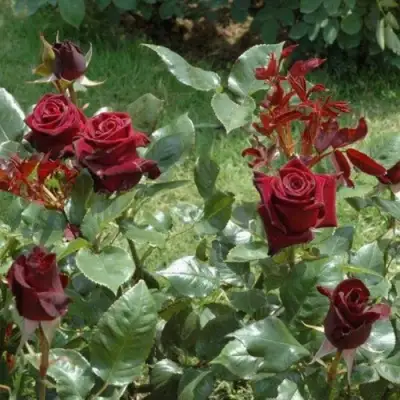 Роза БЛЭК БАККАРА чайно-гибридная в Витебске