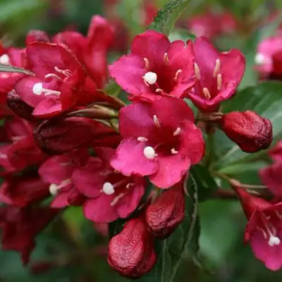 Вейгела ЕВА РАТКЕ в Витебске