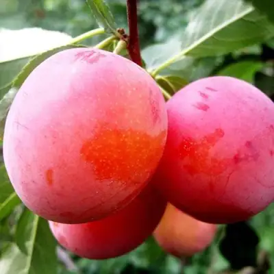 Слива КОМЕТА в Витебске