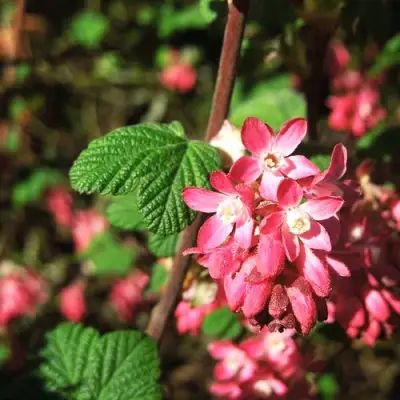 Смородина кроваво-красная ПУЛБОРО СКАРЛЕТ  в Витебске