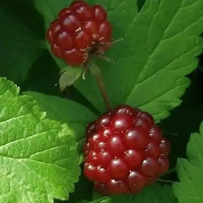 Княженика КЛОН в Витебске