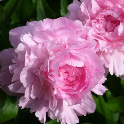 Пион ЛЕТЯЩИЙ ЖУРАВЛЬ травянистый в Витебске