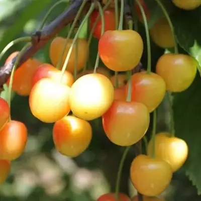 Черешня ЯНТАРНАЯ в Витебске