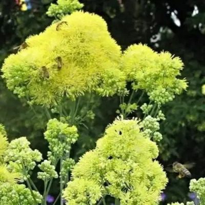 Василистник ГЛАУКУМ желтый в Витебске