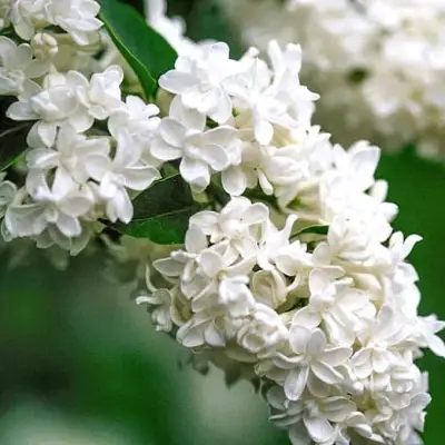 Сирень МАДАМ ЛЕМУАН в Витебске