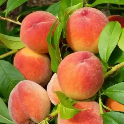 Персик РЕД ХЕВЕН в Витебске