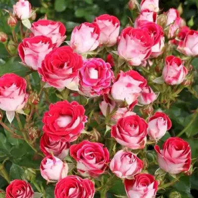 Роза ШОНЕ КОБЛЕНЦЕРИН флорибунда в Витебске