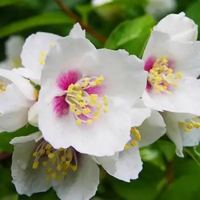 Жасмин БЕЛЬ ЭТУАЛЬ в Витебске