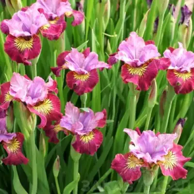 Ирис МИСС ЭППЛ сибирский в Витебске