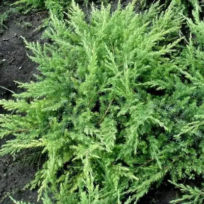 Можжевельник ШЛЯГЕР прибрежный в Витебске