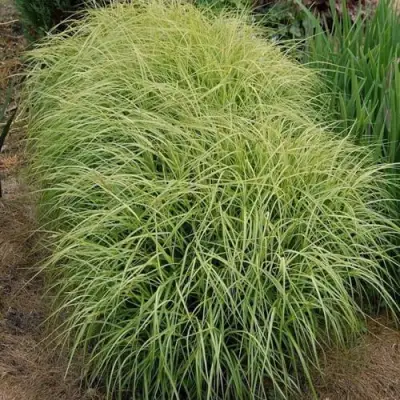 Осока ВАРИЕГАТА пальмолистная в Витебске