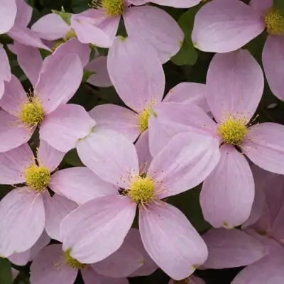 Клематис ГОРНЫЙ в Витебске