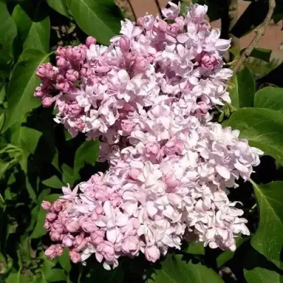 Сирень МИЛОСЕРДИЕ в Витебске