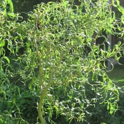 Ива МАТСУДАНА в Витебске