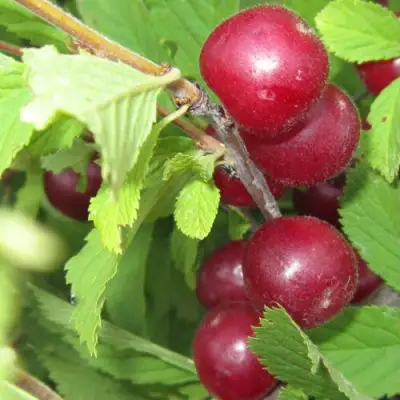 Вишня персиковая АФЛОЦЕРАЗУС в Витебске